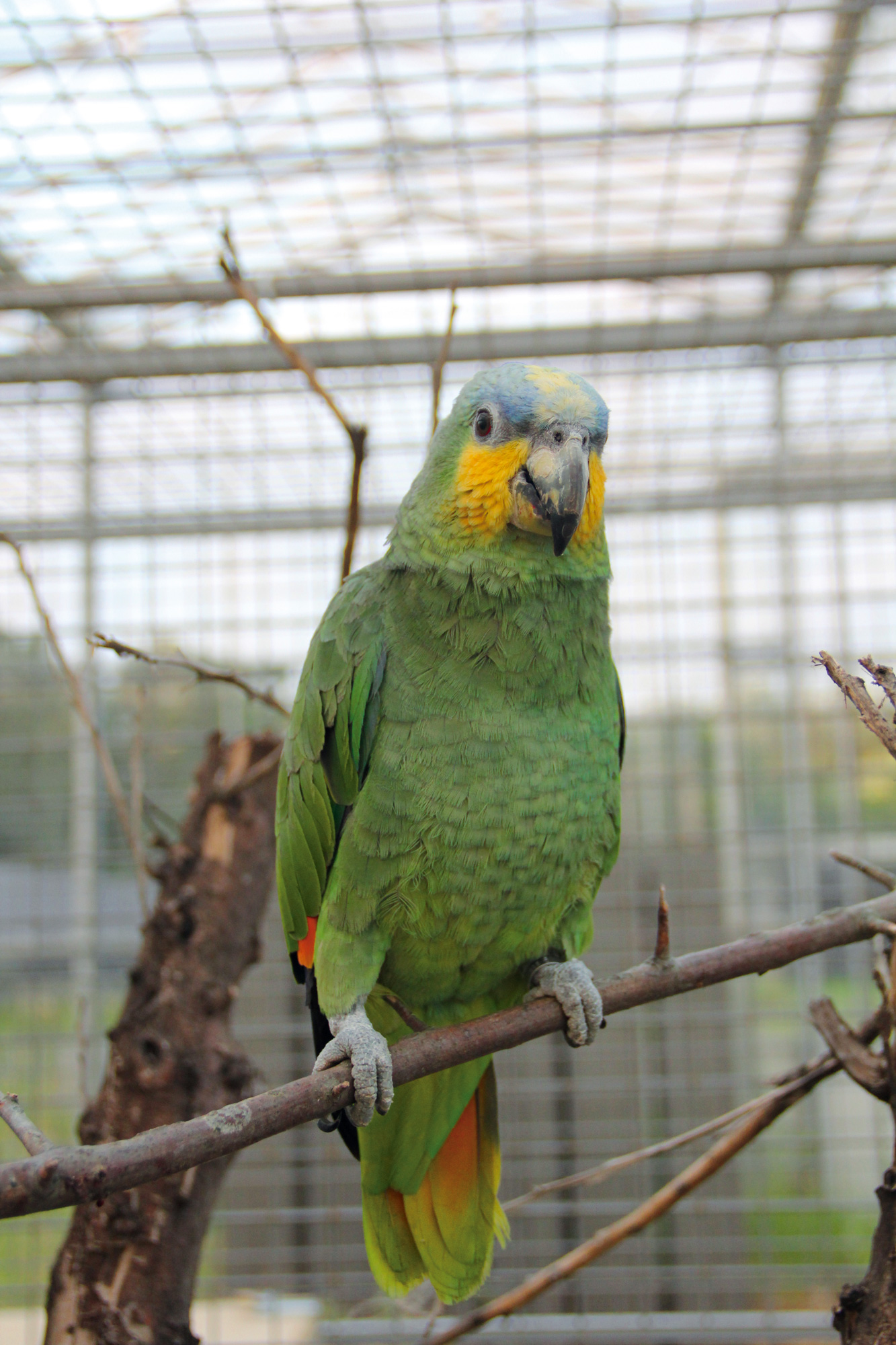 Copyright is for Losers