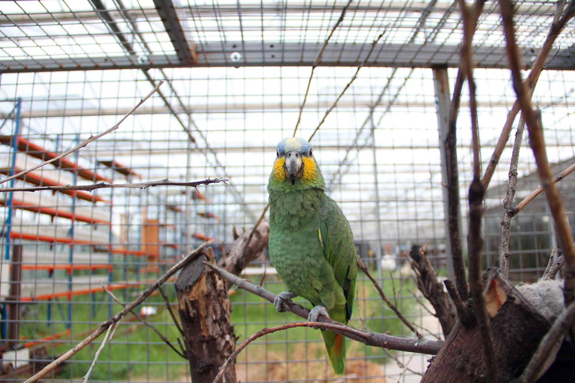 Copyright is for Losers